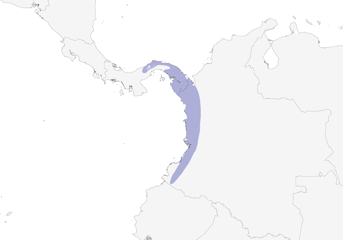 White-headed Wren, Distribution 1
