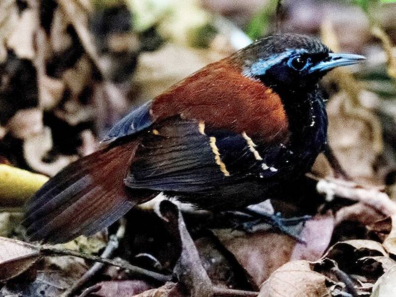 Uccello formichiere della Cordillera Azul