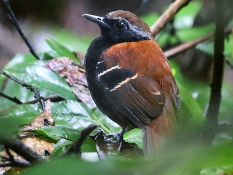 Uccello formichiere della Cordillera Azul, Foto 3