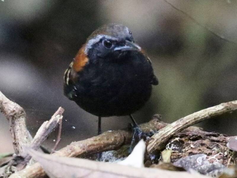 Uccello formichiere della Cordillera Azul, Foto 4