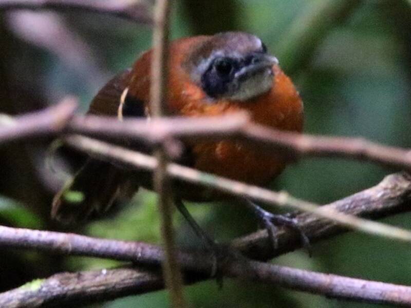 Uccello formichiere della Cordillera Azul, Foto 2