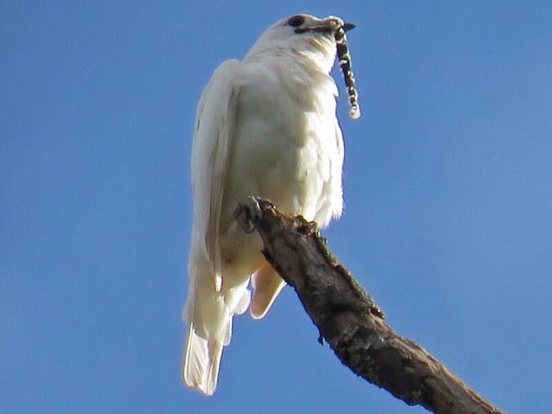 Weißer Glockenvogel, Fotos 3
