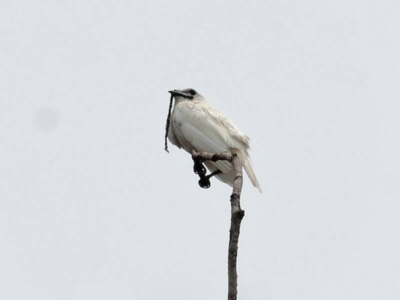 Weißer Glockenvogel, Fotos 4