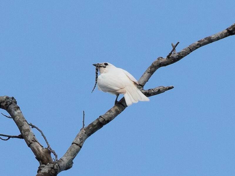 Weißer Glockenvogel, Fotos 2