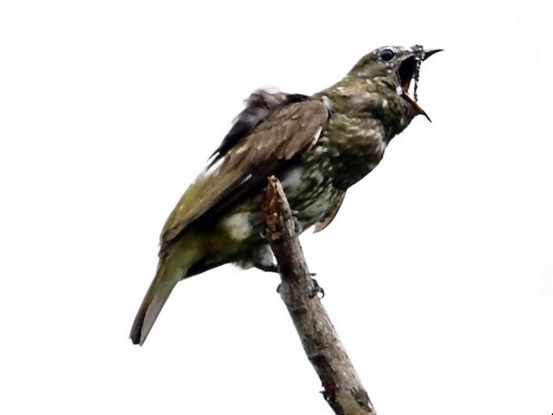 Weißer Glockenvogel