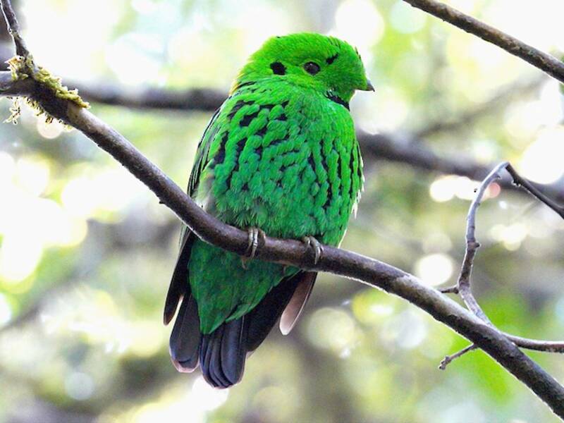 Whitehead's Broadbill, Photos 3