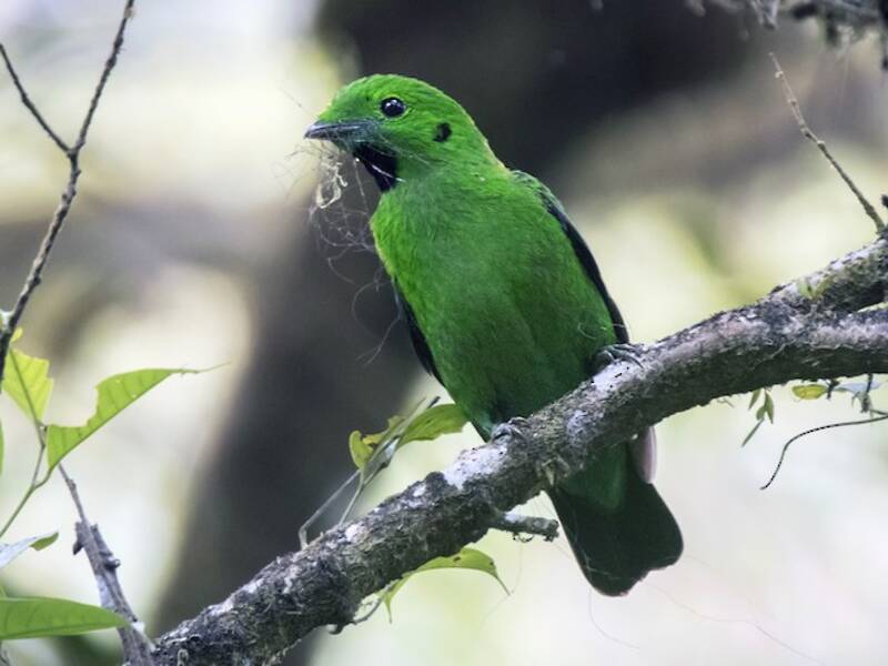 Whitehead's Broadbill, Photos 2