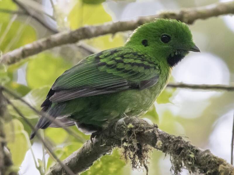 Whitehead's Broadbill, Photos 4