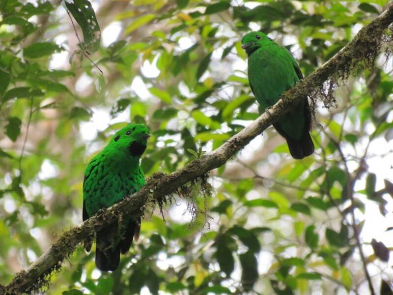 Whitehead's Broadbill (Calyptomena whiteheadi)