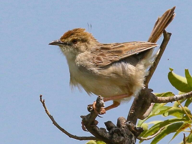 Cisticola fischiante, Foto 3