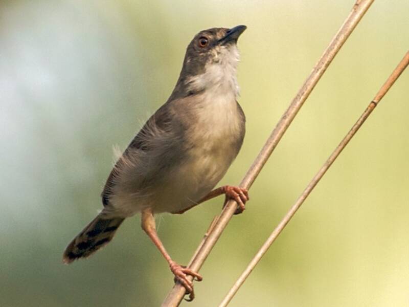 Cisticola fischiante, Foto 2