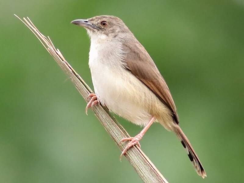 Cisticola fischiante, Foto 4