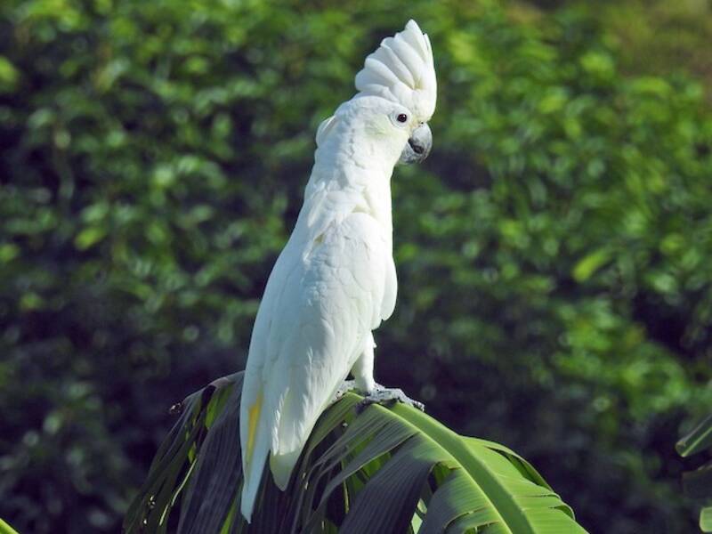 Cacatúa Blanca, Fotos 4