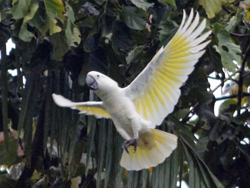 Cacatúa Blanca, Fotos 2