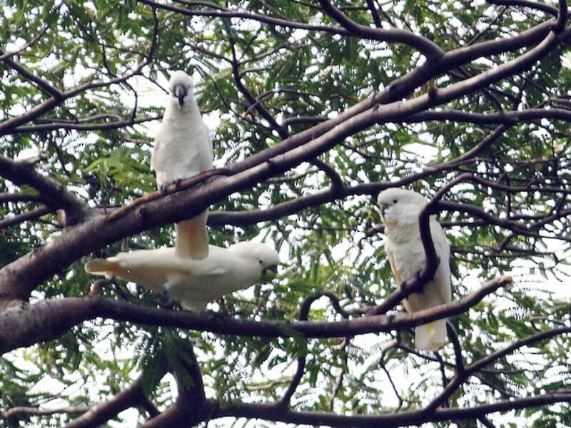 White Cockatoo (Cacatua alba)