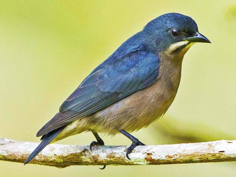 Whiskered Flowerpecker, Photos 3