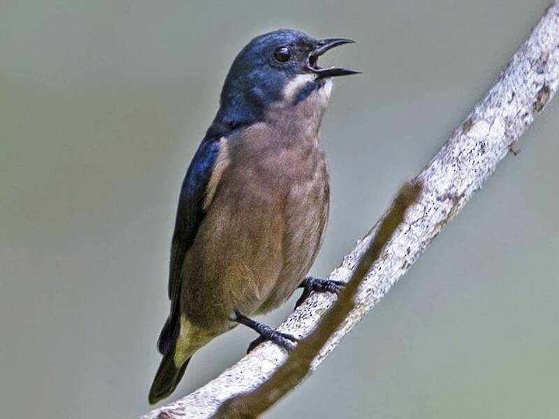 Whiskered Flowerpecker, Photos 2