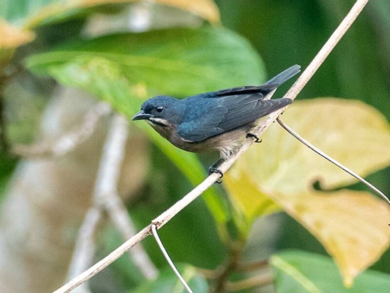 Whiskered Flowerpecker, Photos 4