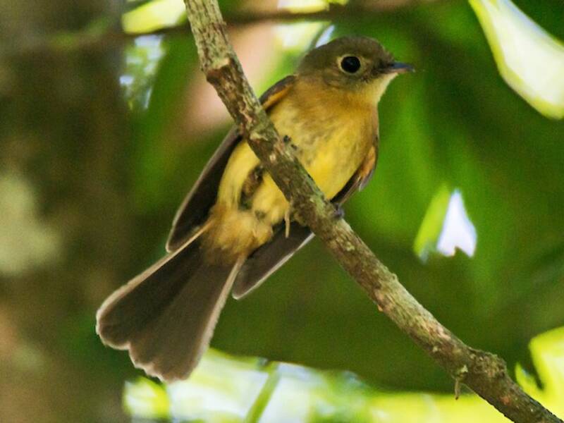 Whiskered Flycatcher, 照片 2