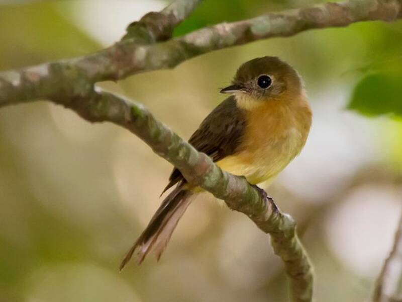 Whiskered Flycatcher, 照片 3