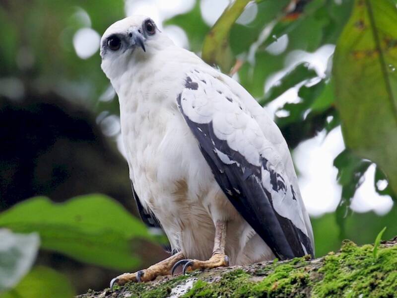 White Hawk, 照片 2