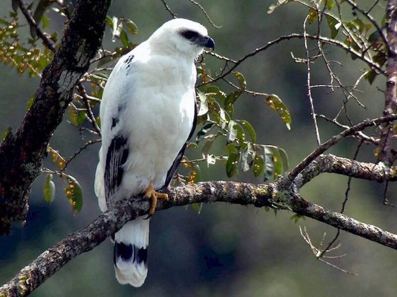 White Hawk, 照片 4