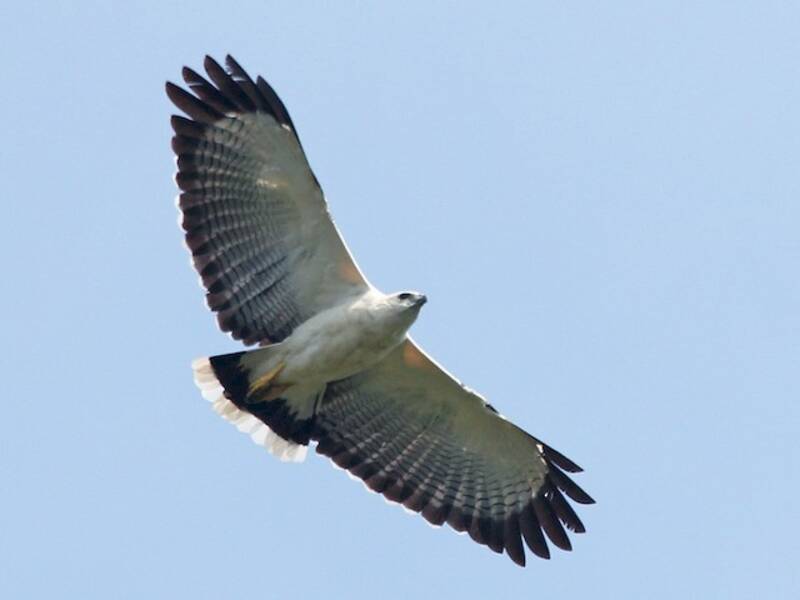 White Hawk, 照片 3