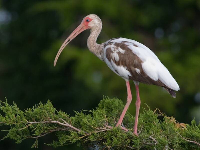 White Ibis (Eudocimus albus)