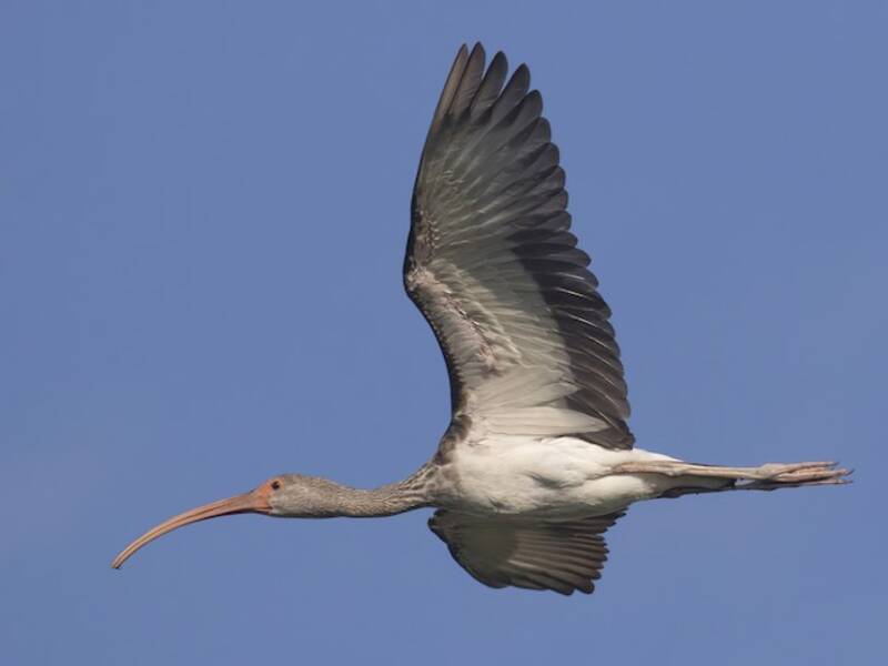 White Ibis, Photos 4