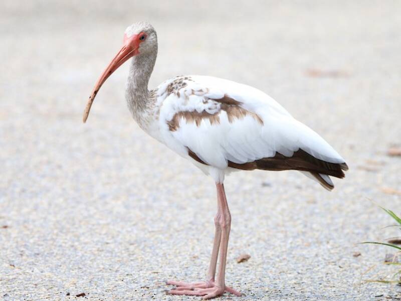 White Ibis, Photos 3