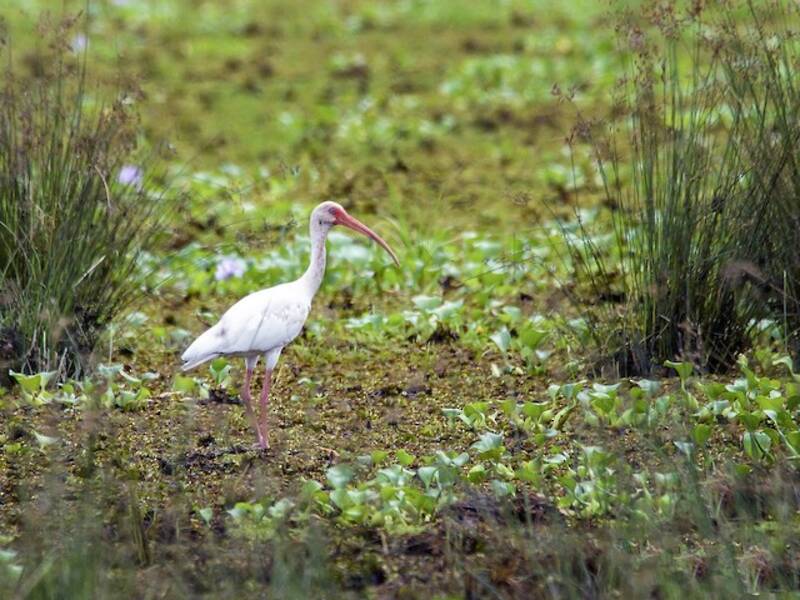 White Ibis, Photos 2
