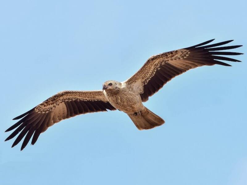 Whistling Kite