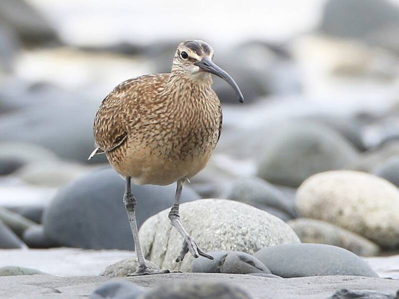 Whimbrel, Photos 3