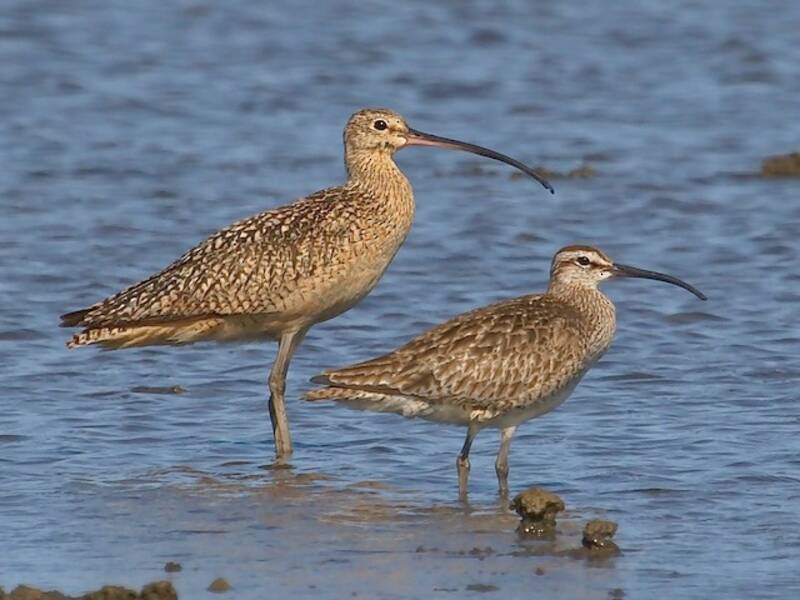Whimbrel, Photos 4