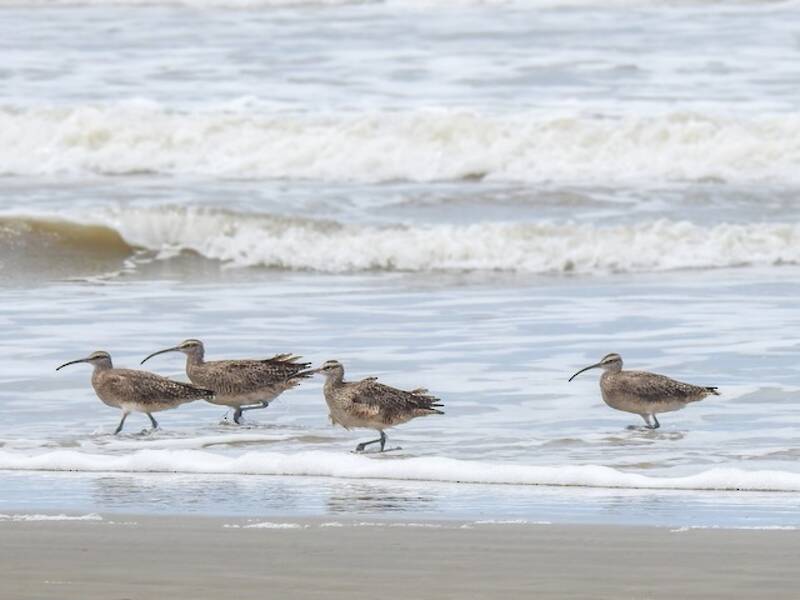 Whimbrel, Photos 2