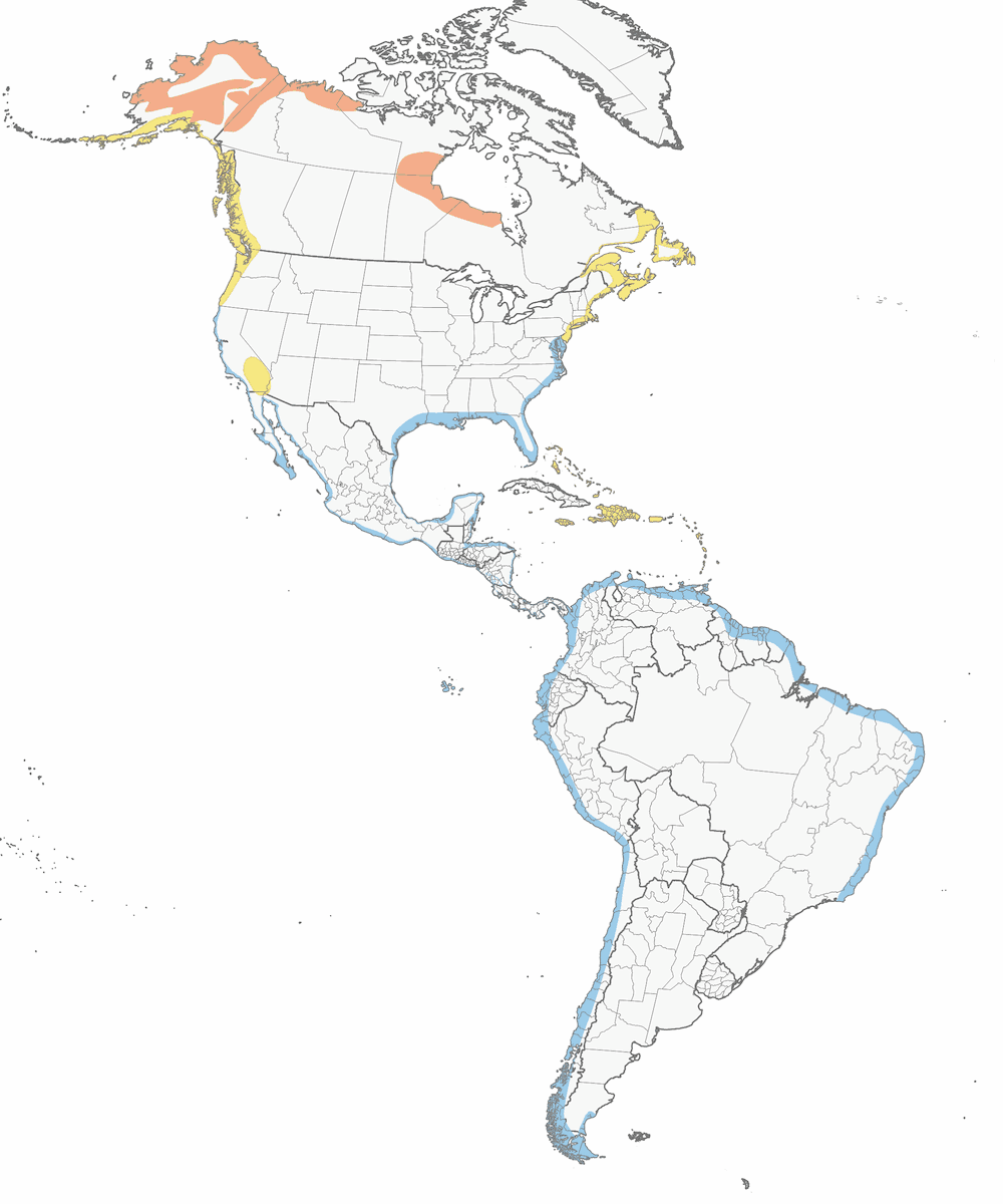 Whimbrel, Distribution 1