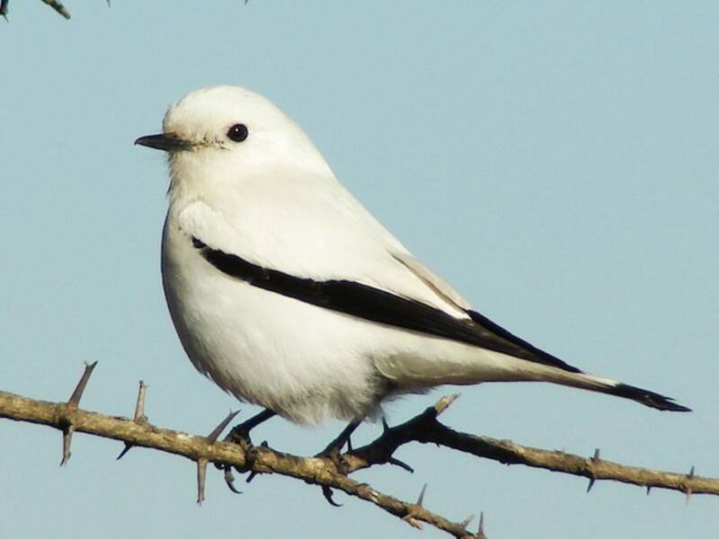 White Monjita