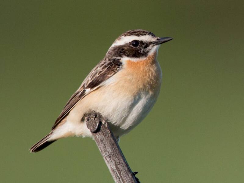 Whinchat (Saxicola rubetra)