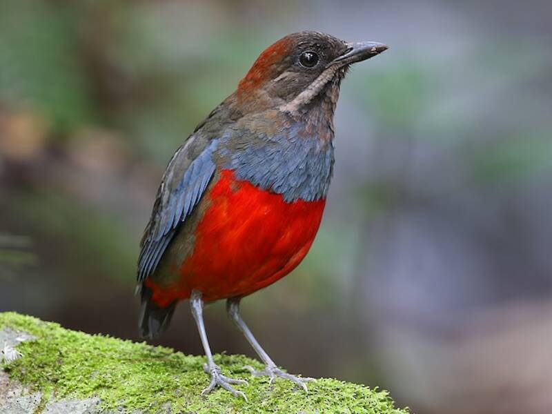 Bartpitta