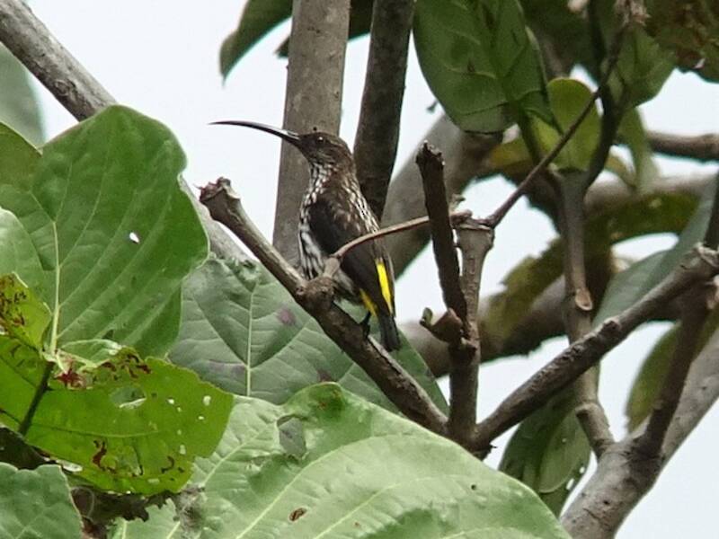 Whitehead's Spiderhunter
