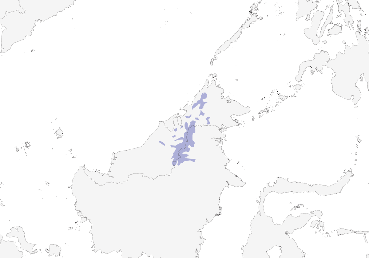 Cacciaragni di Whitehead, Distribuzione 1