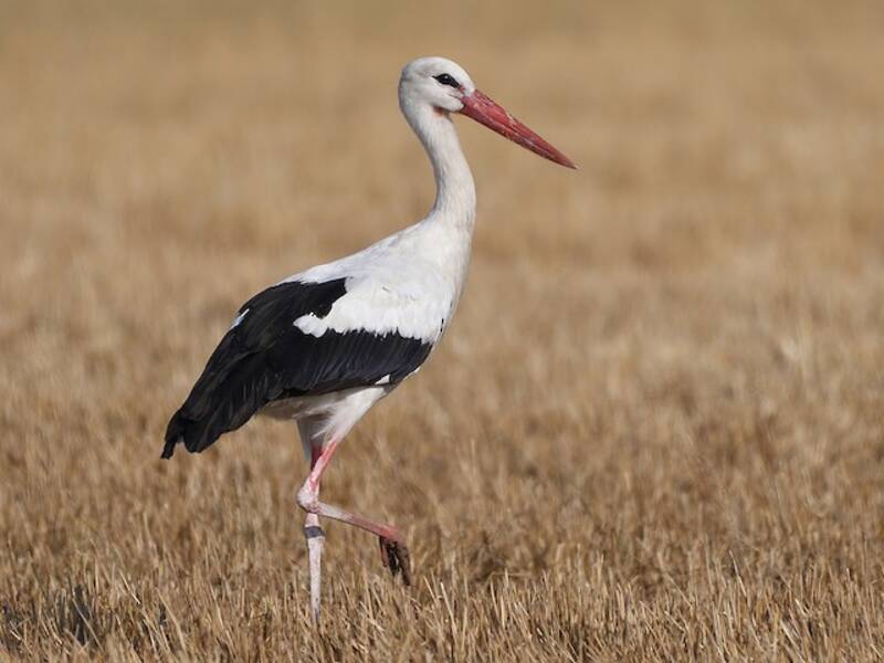 White Stork, 照片 3