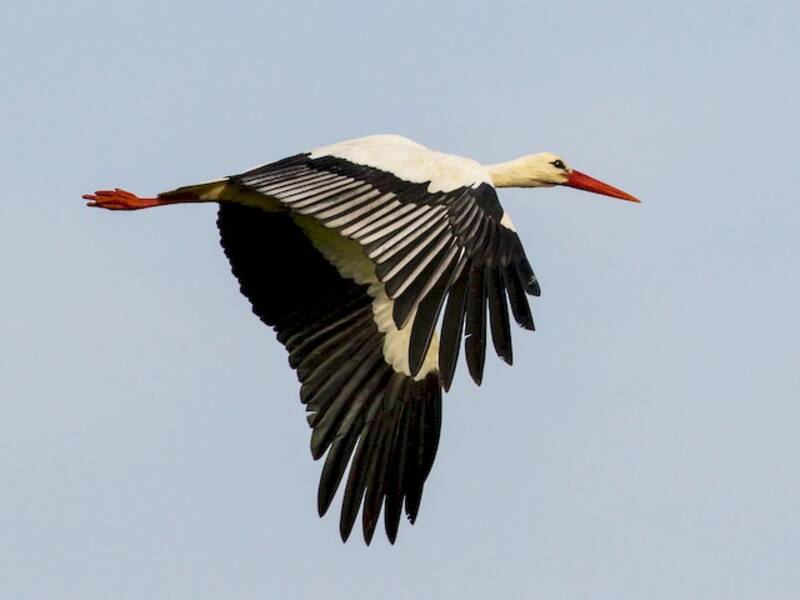 White Stork, 照片 2