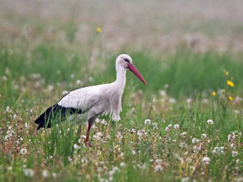 White Stork, 照片 4