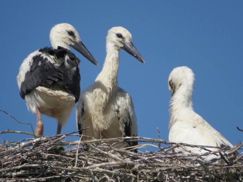 White Stork (Ciconia ciconia)