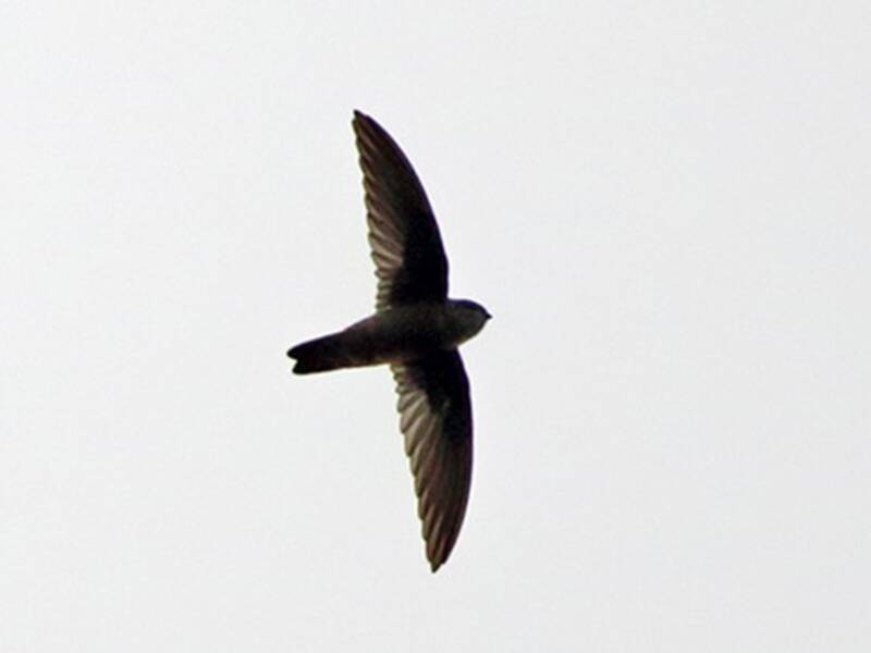 Whitehead's Swiftlet, Photos 4