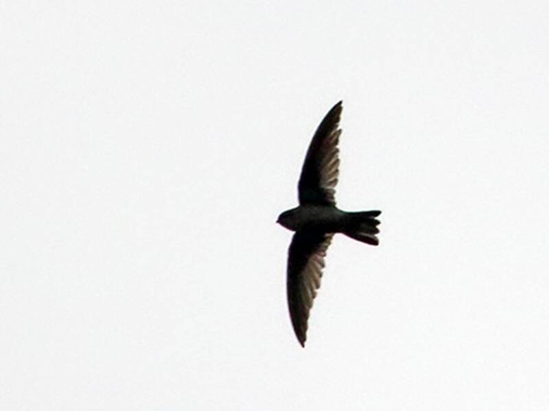 Whitehead's Swiftlet, Photos 2