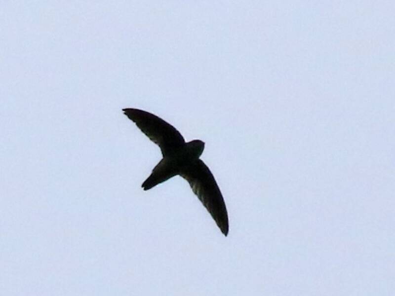 Whitehead's Swiftlet, Photos 3