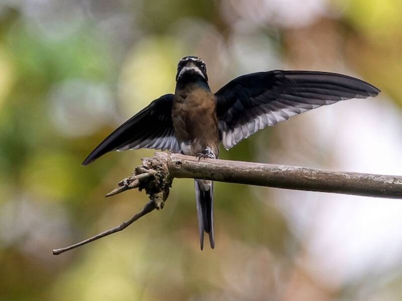 Whiskered Treeswift, 照片 2