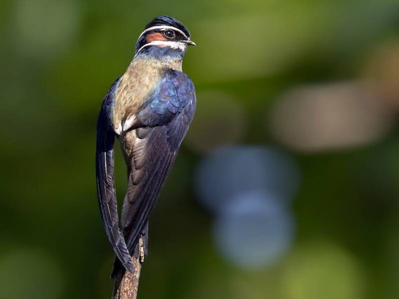 Whiskered Treeswift, 照片 4